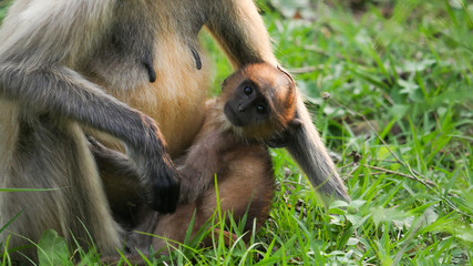 baby monkey and mother monkey together in the jungle 