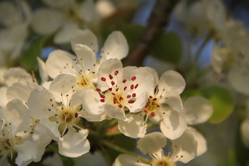 Fototapeta premium Orchard pear tree white spring blossom