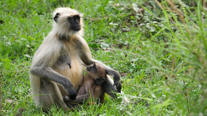 baby monkey looking at mother 