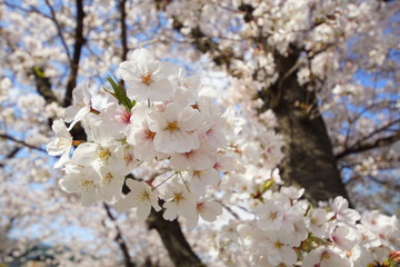 満開のサクラ