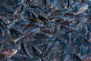 Numerous tilapia groups are gathering near the surface to wait for food and receive oxygen in the morning. Raising freshwater tilapia for trade in the agricultural industry system

