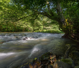 A Tree Leans Over a River Stream