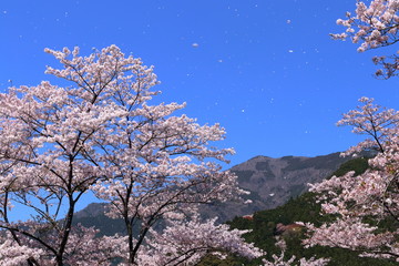 Obraz na płótnie Canvas 桜吹雪　大渡ダム湖畔の桜（高知県　仁淀川町）