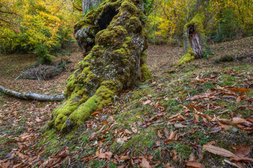 Old Tree Trunks  wrinkled and Moss covered