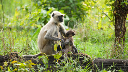 In the deep forest of chhattisgarh india monkey and the baby monkey sitting  