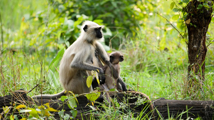 In the deep forest of chhattisgarh india monkey and the baby monkey sitting  