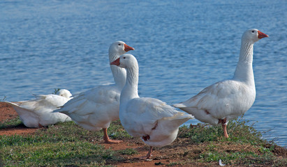Geese on and by a lake in Victoria Australia