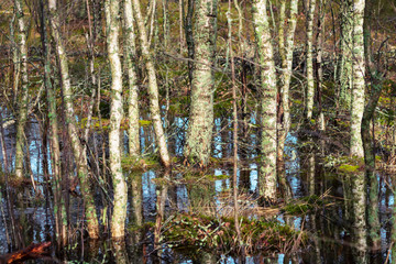 Birch trees covered with moss in the swamp