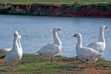 Geese on and by a lake in Victoria Australia