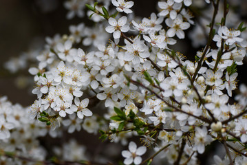 Plum tree blooming in garden. Plum tree blossoms.