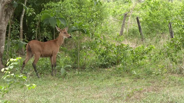 Marsh Deer (Blastocerus dichotomus) calmly walking and being alert by moving it's ears for listening in the Pantanal wetlands ,Brazil
