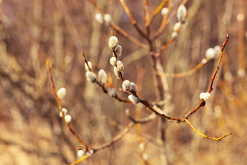 selective focus photo of willow brunch with buds. Easter is comming
