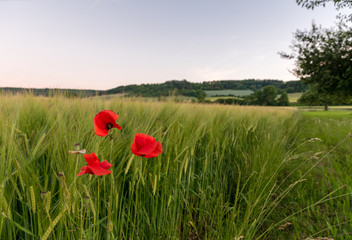 rote Mohnblumen im Getreidefeld