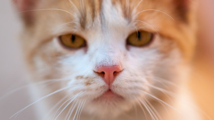 Lovely ginger cat closeup young clean face.
