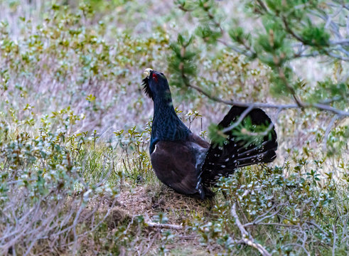 Capercaillie on the lek place