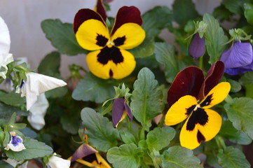 Pansies of all kinds, Algeria, Africa.