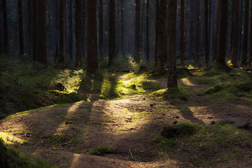 Obraz premium old pine forest on a sunny spring day