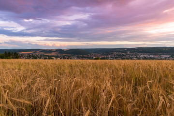 Weizen im Feld zur Sommerzeit kurz vor der Ernte.