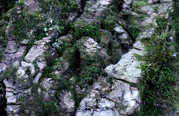 beautiful, natural background, wood texture with cracks and grass. Pristine beauty
