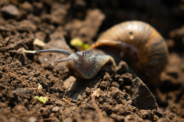 A large garden snail travelling over freshly cultivated soil in a vegetable patch 