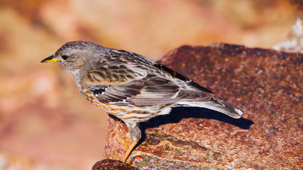 Petit oiseau sur un rocher dans un faune sauvage