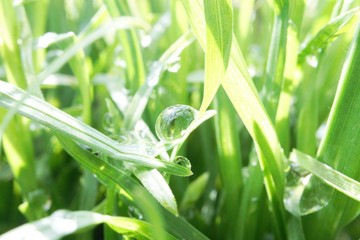 morning dew
