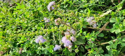 wild green background