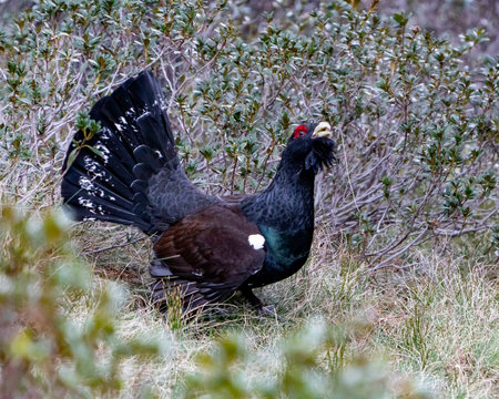 Capercaillie on the lek place