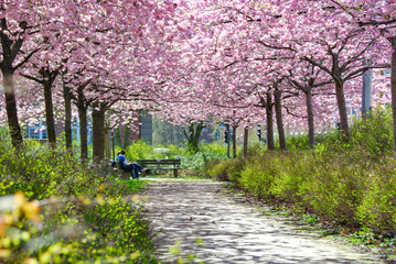 Spring with cherry blossom in the park 3078