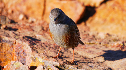 Petit oiseau sur un rocher dans un faune sauvage