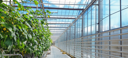 panoramic view of in greenhouse with cucumber plant are growing