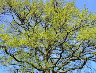 Eiche im Frühlingsgrün