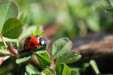 morning dew