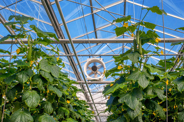a number of cucumbers in a greenhouse, a climate fan, growing vegetables