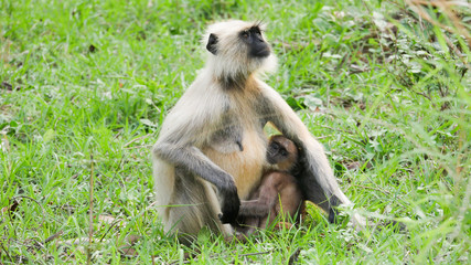 In the deep forest of chhattisgarh india monkey and the baby monkey sitting  
