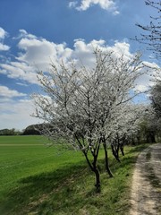 Plum tree in blossom