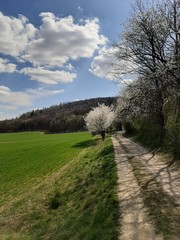 Obraz premium Road by the blooming tree (spring)