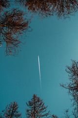 Look up of a plane in between trees with deep blue spring sky. Oderteich, National Park Harz Mountain in Germany, Europe