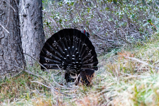 Capercaillie on the lek place