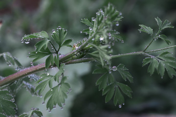 Fumaria capreolata, the white ramping fumitory, close-up on dew drops on leaves, blurred background.