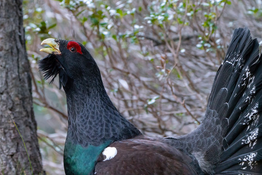 Capercaillie on the lek place