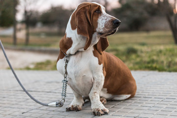 Dog walking tired with walking its owner during pandemic. Confined dog goes out for the first time in May