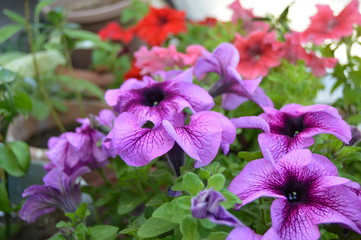 Petunias of all kinds, Algeria