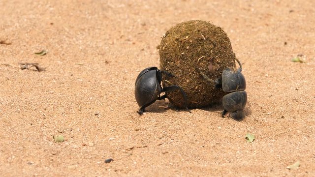 A mating pair of Addo Dung Beetles working together to move a massive dung ball across flat ground at Addo Elephant Park, Port Elizabeth, South Africa.