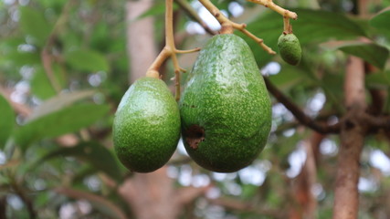 Avocado varieties Hass the meat is delicious.	
