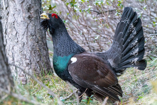 Capercaillie on the lek place