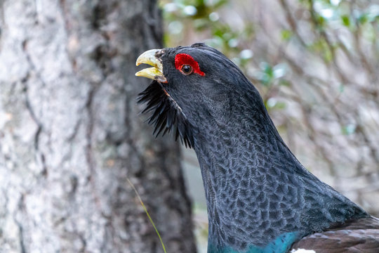 Capercaillie on the lek place