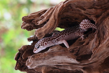 gecko