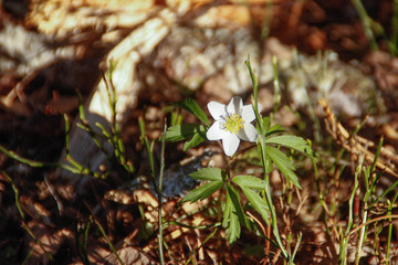 Spring in the forest, Belovezhskaya Pushcha National Park in Belarus and Poland - the oldest forest...