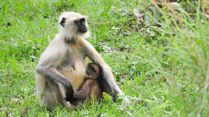 mother and child monkey 